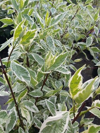 Cornus alba Elegantissima 100-125 25L - image 1