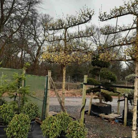 Cornus officinalis 'Robin's Pride' 1.8M stem 16/18 150L Airpot 1.5m x 1.2m Pleach