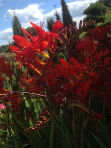 Crocosmia 'Lucifer' 2L - image 1