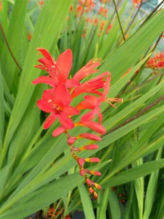 Crocosmia 'Lucifer' 2L - image 2