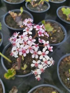 Darmera peltata 2L