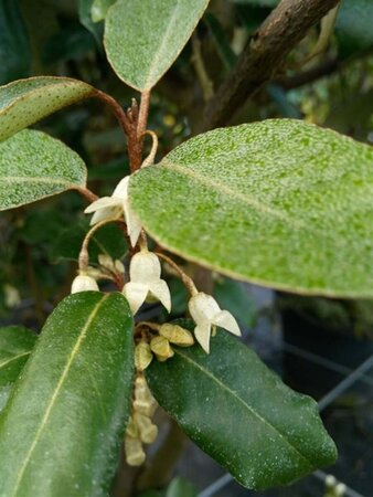 Elaeagnus x ebbingei 150-175 38L Airpot 80cm Wide - image 1