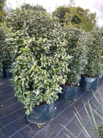 Elaeagnus ebb. 'Compacta' 1.5M Column  Wire RB 50cm Wide