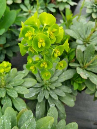 Euphorbia amygdal. robbiae 2L - image 3