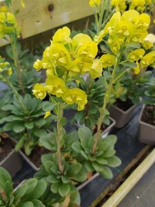 Euphorbia amygdal. robbiae 2L