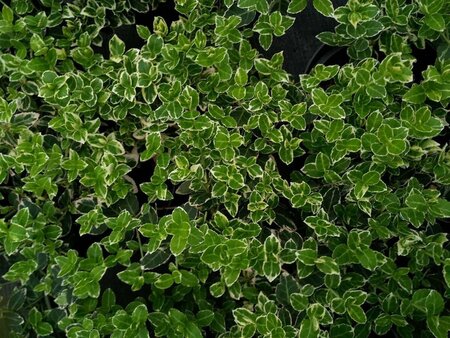 Euonymus fort. 'Emerald Gaiety' 1.5L - image 1