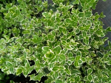 Euonymus fort. 'Emerald Gaiety' 1.5L - image 2