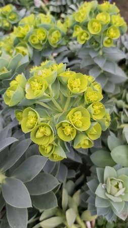 Euphorbia myrsinites 2L - image 5