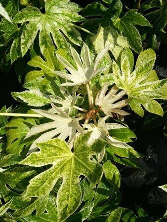 Fatsia japonica 'Spider's Web' 10L - image 1