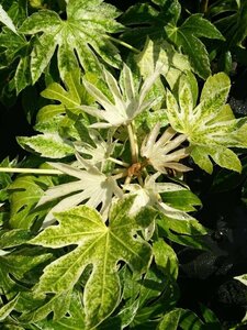 Fatsia japonica 'Spider's Web' 10L