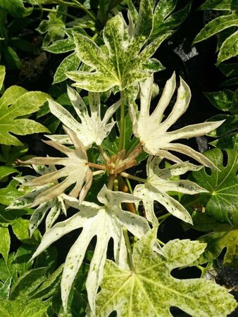 Fatsia japonica 'Spider's Web' 10L - image 2