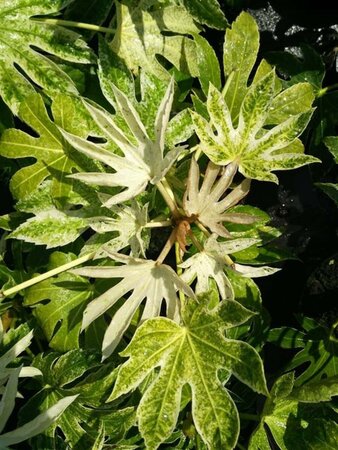 Fatsia japonica 'Spider's Web' 10L - image 3