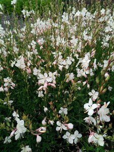 Gaura lindh. 'Geyser White' 2L - image 1