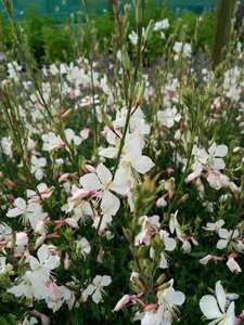 Gaura lindh. 'Geyser White' 2L - image 2