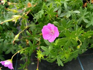 Geranium sanguineum 2L