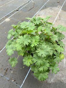 Geranium sanguineum 2L - image 3