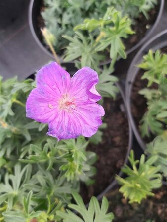 Geranium sanguineum 2L - image 2