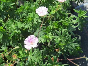 Geranium sanguineum Striatum 2L