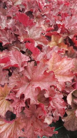 Heuchera 'Berry Smoothie' 2L - image 1