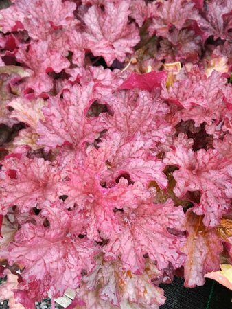 Heuchera 'Berry Smoothie' 2L - image 2