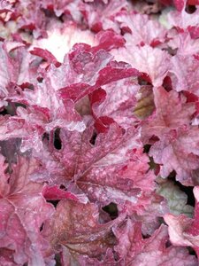 Heuchera 'Berry Smoothie' 2L - image 3