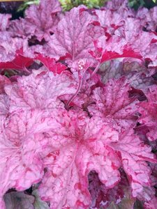 Heuchera 'Berry Smoothie' 2L - image 4