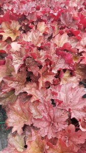 Heuchera 'Berry Smoothie' 2L - image 5