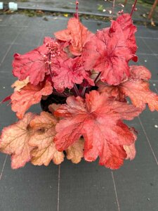 Heuchera 'Fire Alarm' 2L - image 2