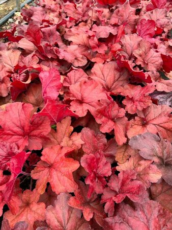 Heuchera 'Fire Alarm' 2L - image 1