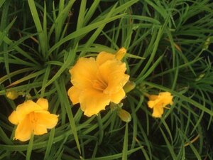 Hemerocallis Stella De Oro 2L - image 1