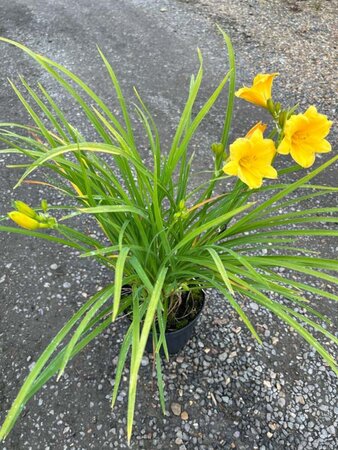 Hemerocallis Stella De Oro 2L - image 5