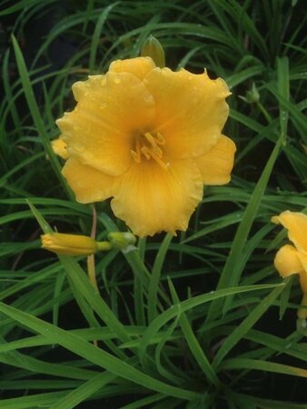 Hemerocallis Stella De Oro 2L - image 3