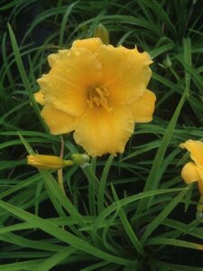 Hemerocallis Stella De Oro 2L - image 3