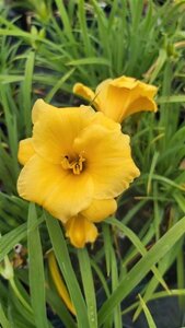 Hemerocallis Stella De Oro 2L - image 4