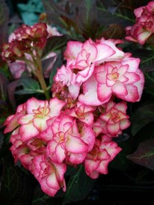 Hydrangea m. 'Miss Saori' 10L