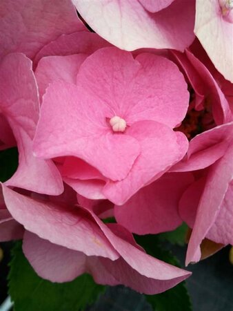 Hydrangea macro. 'Teller Red' 10L - image 1