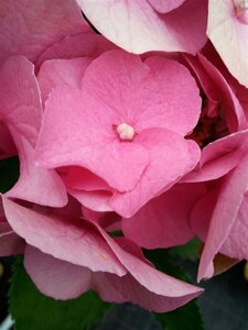 Hydrangea macro. 'Teller Red' 10L