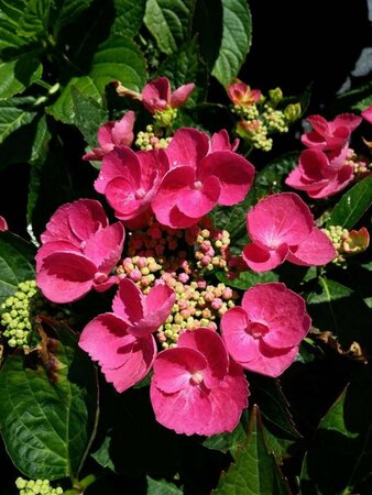 Hydrangea macro. 'Teller Red' 10L - image 2