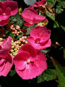 Hydrangea macro. 'Teller Red' 10L - image 3