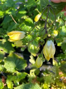 Kirengeshoma palmata 3L