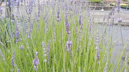 Lavandula ang. 'Vera' 3L