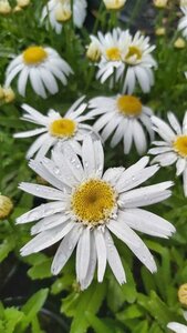 Leucanthemum (S) 'Angel' 3L - image 1