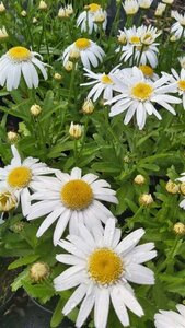 Leucanthemum (S) 'Angel' 3L - image 2