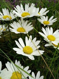 Leucanthemum Silver Princess  3L