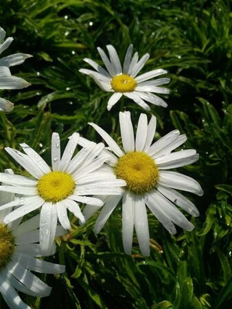 Leucanthemum Silver Princess  3L - image 9