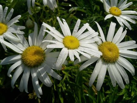 Leucanthemum Silver Princess  3L - image 8