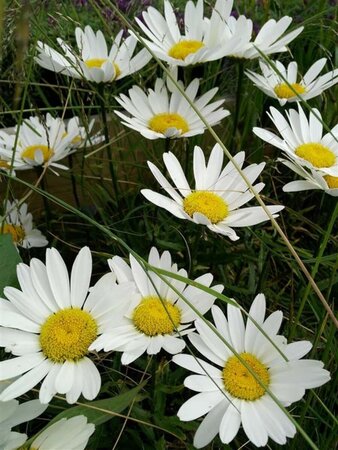 Leucanthemum Silver Princess  3L - image 7