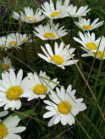 Leucanthemum Silver Princess  3L - image 6