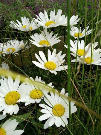 Leucanthemum Silver Princess  3L - image 5