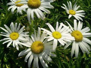 Leucanthemum Silver Princess  3L - image 4